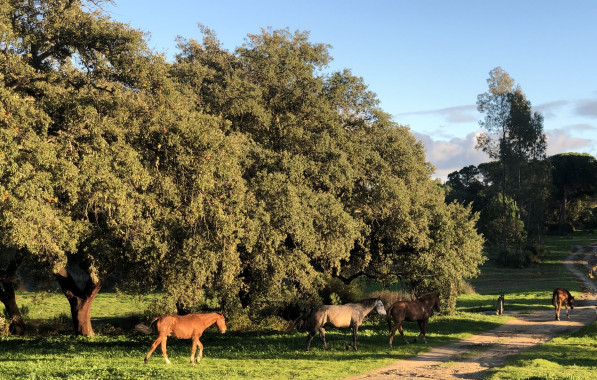 alcornoques-caballos