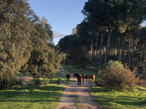 alcornoques-caballos2